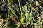 Florida lobelia